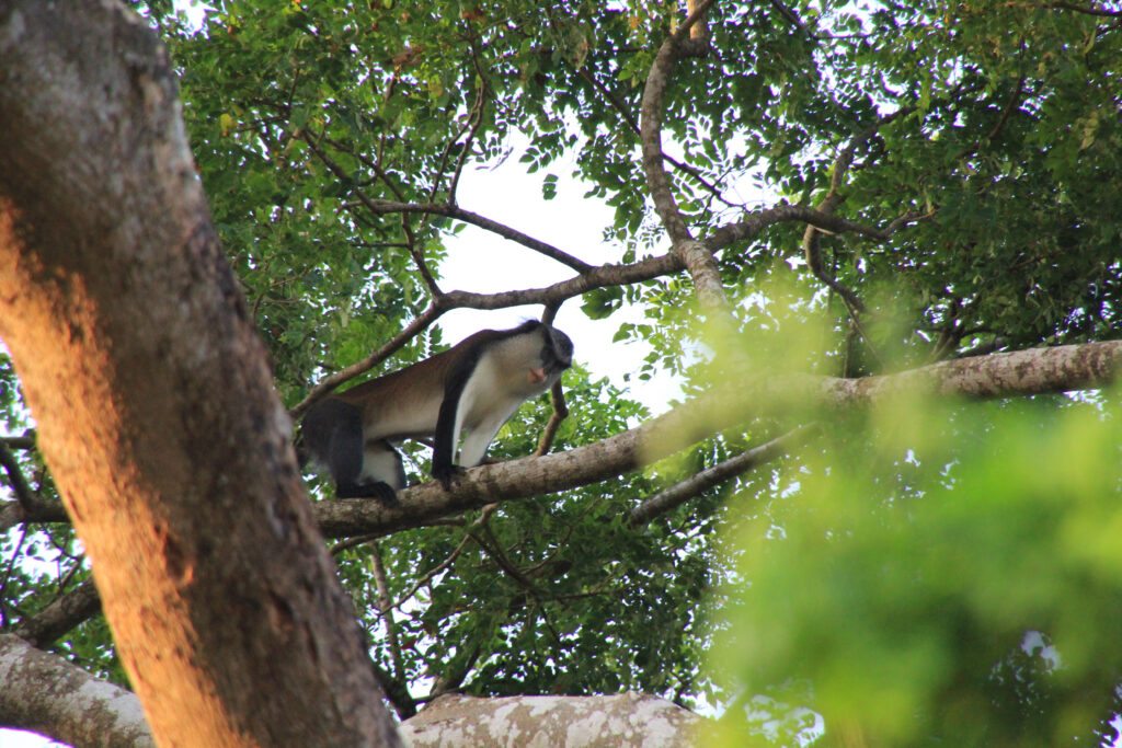 Expédition au cœur de la mangrove au Bénin