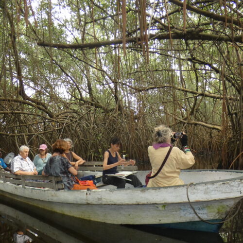 Expédition en forêt de mangrove